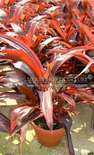 Cordyline blood red